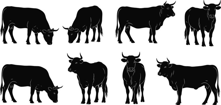 Black bull and cow silhouette vector set featuring various poses like grazing, standing, and walking for farm agriculture, ranching branding, butchery shop logos, and cattle industry illustrations.