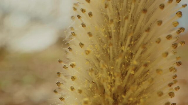 close up shot of a golden foxtail grass seed head (likely Setaria pumila or a similar species) bathed in warm autumn light, set against a softly blurred background of trees and foliage at Planting Fie