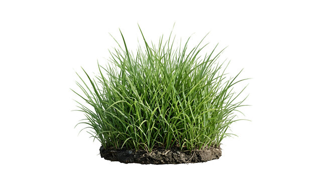 Title: "Fresh Green Grass Clump - Natural Turf Bundle Lawn Patch Isolated"

