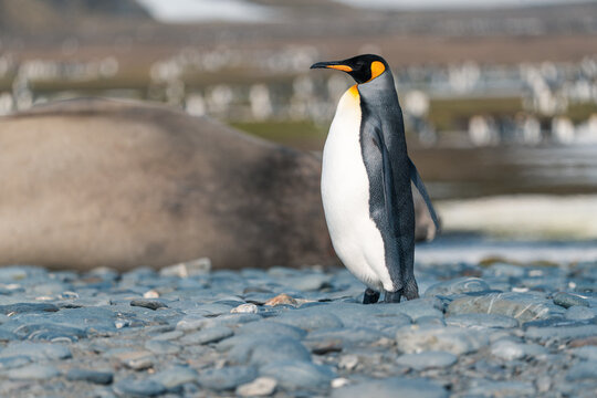 View of a King penguin standing on a pebble beach with a blurred elephant seal and a large colony in the background at Salisbury Plain, South Georgia and the South Sandwich Islands.