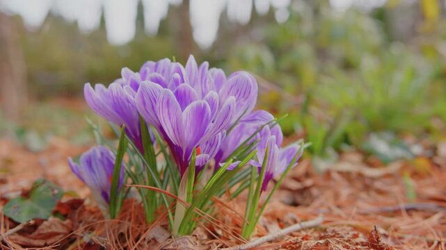 Close up footage capturing a cluster of vibrant purple crocus flowers blooming amidst fallen leaves and natural ground cover at Planting Fields Arboretum in Oyster Bay, New York. This early spring sce