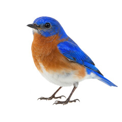 Obraz premium Eastern bluebird bird isolated on transparent background