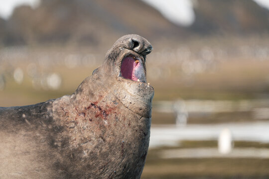 View of a male southern elephant seal roaring with its mouth wide open on the beach of Salisbury Plain with king penguins in the background in South Georgia and the South Sandwich Islands.