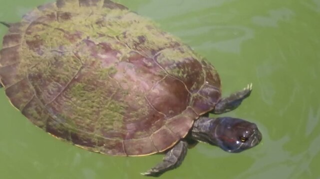 Turtle swimming 