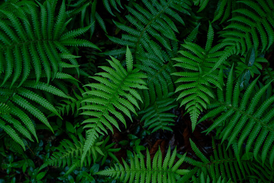 Close up of fresh green fern leaves forming a dense natural pattern, tropical foliage background with detailed texture and vibrant greenery