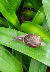 snail on a leaf © Felipe