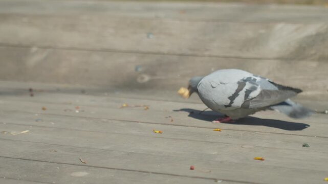 Pigeons Gather And Peck At Food In Park Setting. Group Of Mottled Pigeons Feeding On Wooden Park Surface. Several Grey And Patterned Birds Scavenging And Pecking Food In Lively Park Scene