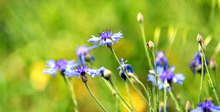 Blue cornflower (Centaurea cyanus) blooms in the field