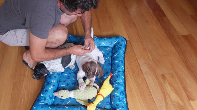 Man dressing adorable little puppies at home