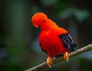 Obraz premium Brilliantly Colored Andean Cock-of-the-rock Perched on Branch in Lush Forest Habitat