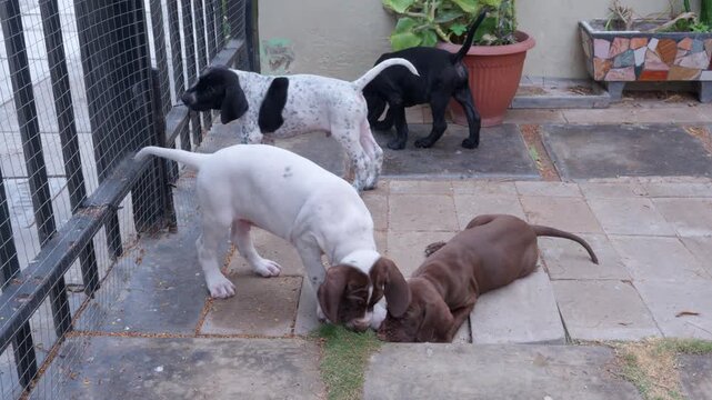 Adorable great dane puppies playing together in the backyard