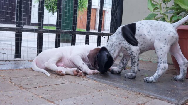 Two adorable pointer puppies playing outdoors
