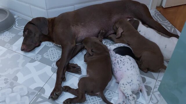 Mother dog breastfeeding her litter of newborn puppies at home