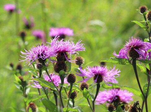 Phrygian cornflower (Centaurea phrygia) grows in nature