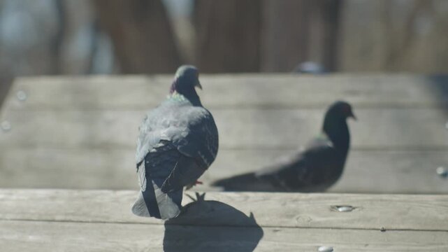 Bright Pigeon Walks Confidently Outdoors. Sunshine Illuminates Bird Moving Across Wooden Surface. Iridescent Bird Parades Across Wooden Boardwalk With Long Shadows And Tranquil Park Scenery