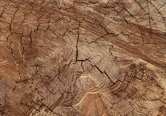 Fototapeta premium Tree Ring Texture Background Showing Natural Wood Pattern and Growth Lines