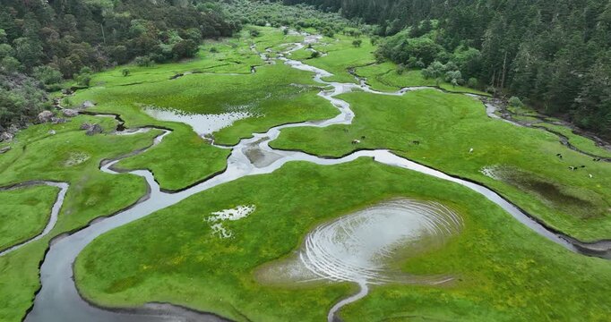 Aerial footage of pine trees in beautiful forest landscape