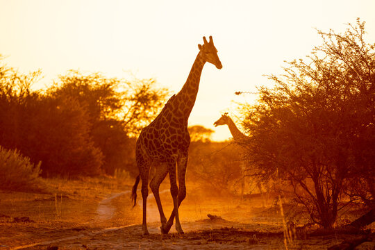 Giraffe, Okavango Delta, Botswana, Africa