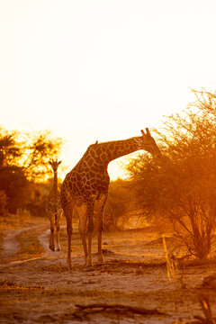 Giraffe, Okavango Delta, Botswana, Africa