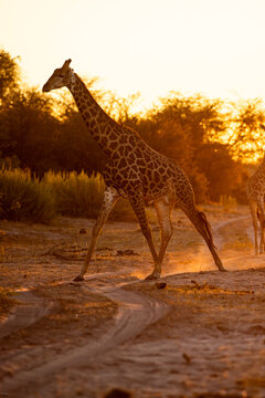 Giraffe, Okavango Delta, Botswana, Africa
