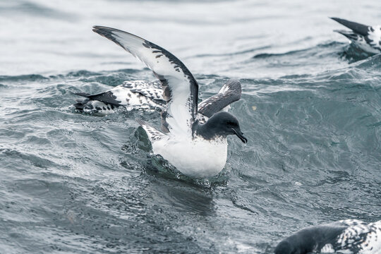 View of Cape petrels swimming and taking flight from the choppy ocean waters near Deception Island, Antarctica.
