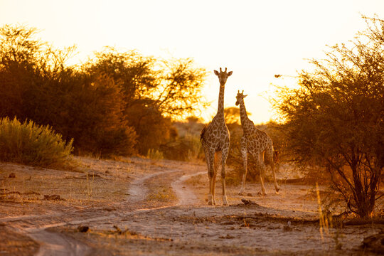 Giraffe, Okavango Delta, Botswana, Africa