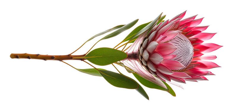 King protea stem on transparent background for florist packaging, wedding invitation and botanical print projects with pink bracts, green leaves and horizontal cutout ready for tropical floral layouts