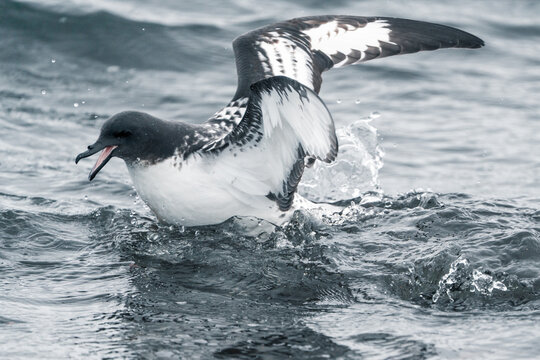 View of a Cape Petrel bird with wings spread and beak open splashing in the cold ocean water at Deception Island, Antarctica.