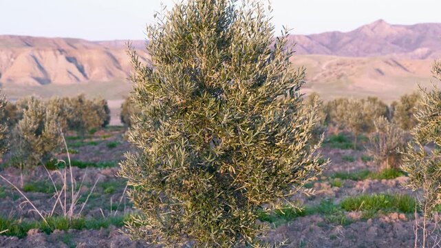 Young olive tree in a dry field. Small olive sapling growing in a rural landscape with mountains in the background under a sunny blue sky.
