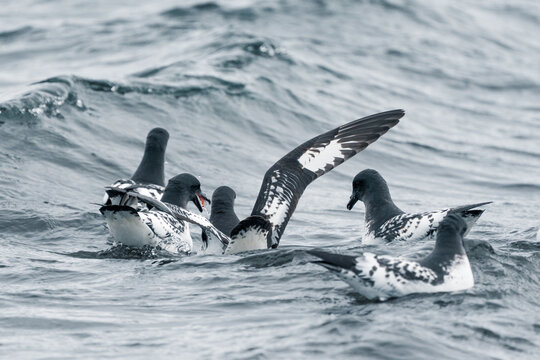 View of Cape petrels swimming and feeding in the choppy waters near Deception Island, Antarctica.