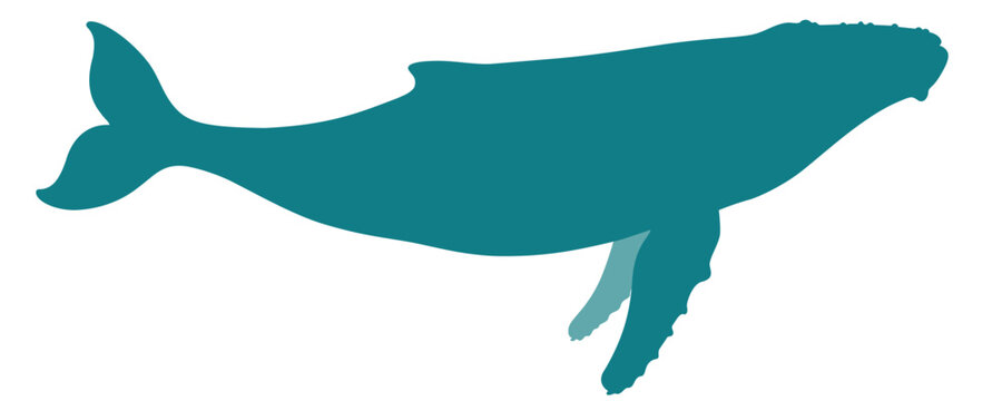 Humpback whale silhouette clipart blue ocean underwater swimming with tail and side view vector on transparent background