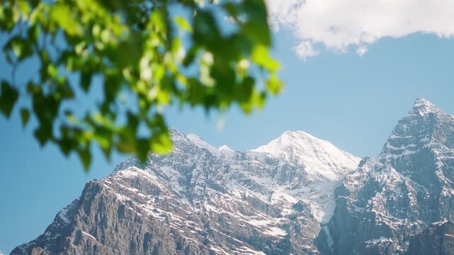 4K shot of snowy Himalayan mountain peak with defocused leaves of Poplar trees waving in the wind as seen from Khangsar village in Lahaul and Spiti district, Himachal Pradesh, India. Natural view.