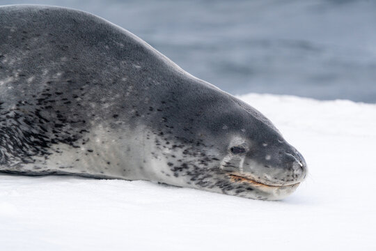View of a leopard seal resting on a white ice floe with dark ocean water in the background at Deception Island, Antarctica.