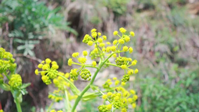 4K Closeup shot of yellow flowers of Ferula communis plant with bees hovering around it as seen from Gondhla village in Lahaul, Himachal Pradesh, India. Giant Fennel plant in the Himalayas.
