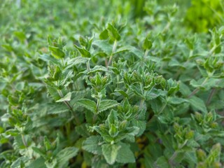 Obraz premium green tea leaves