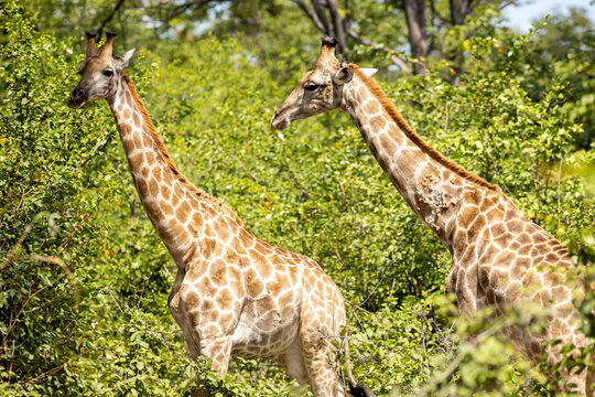 Giraffe, Okavango Delta, Botswana, Africa