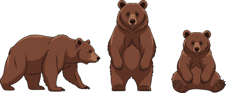Set of brown bear vector illustrations featuring a grizzly bear in walking, standing, and sitting poses for wildlife, nature, and educational design projects.