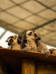 Fototapeta premium Ring-tailed lemurs on Zoo.