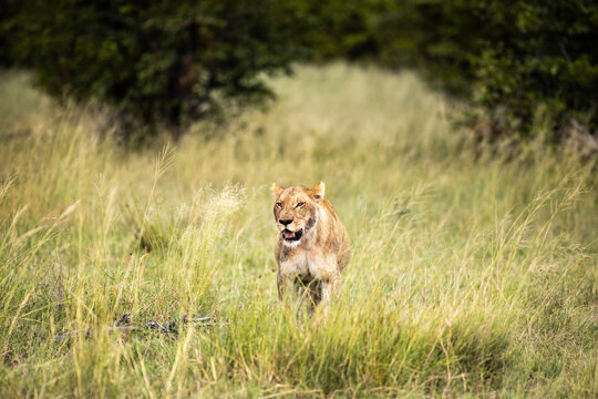 charging lioness, Okavango Delta, Botswana, Africa