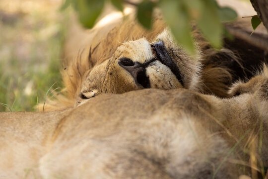 Male lion eating carcass, in the Okavango Delta, Botswana
