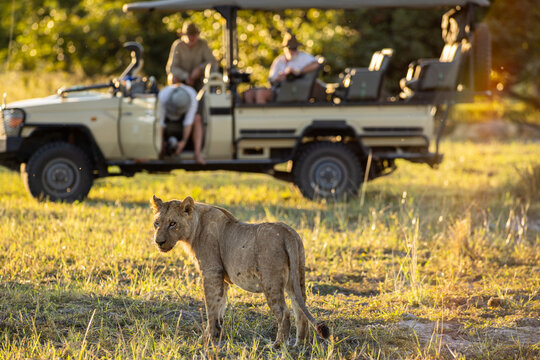 Lioness after a kill, mobile safari in the Okavango Delta, Botswana