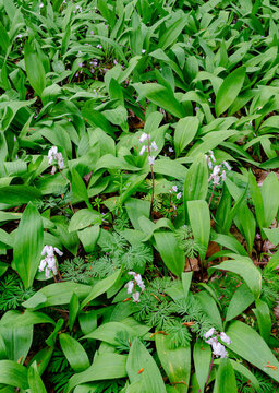 643-81 Sqirrel Corn and Wild Leeks