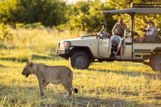 Lioness after a kill, mobile safari in the Okavango Delta, Botswana