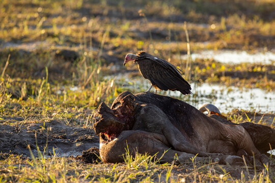 Vulture in the Okavango Delta, Botswana
