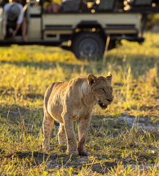 Lioness after a kill, mobile safari in the Okavango Delta, Botswana