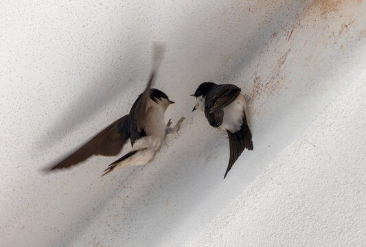 Pair of barn swallows Hirundo rustica