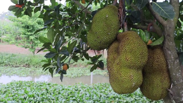 Fresh jackfruits hanging on a tree branch near a pond