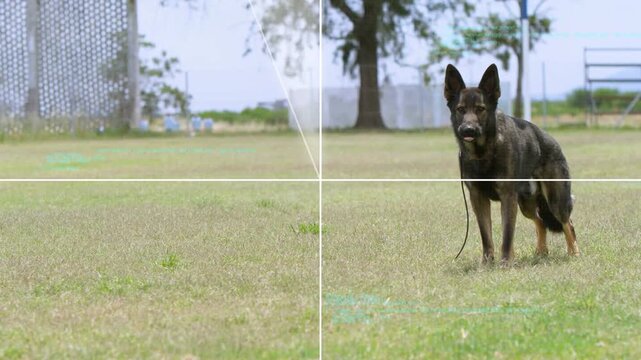HUD overlay appearing, rings rotating, reticle forming over grass, dog standing alert for training