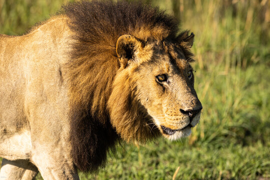 Male lion, Okavango Delta, Botswana, Africa