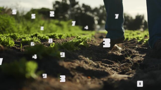 Senior farmer walking furrow in work boots, checking crops, with white numbers emerging each step